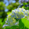 晴天の紫陽花