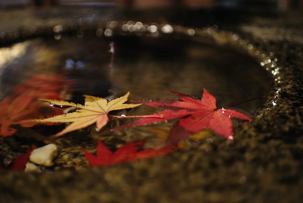 紅葉