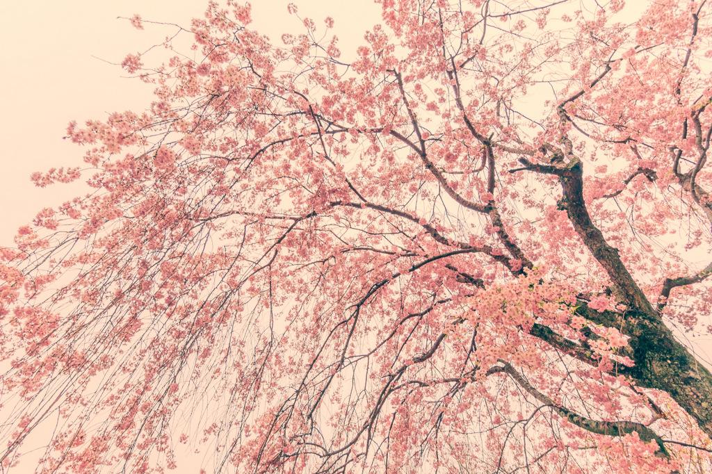 しだれ桜