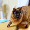 逃げるッ