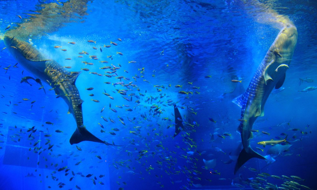 美ら海