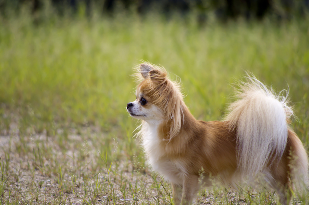 愛犬