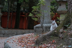 伏見稲荷の住人