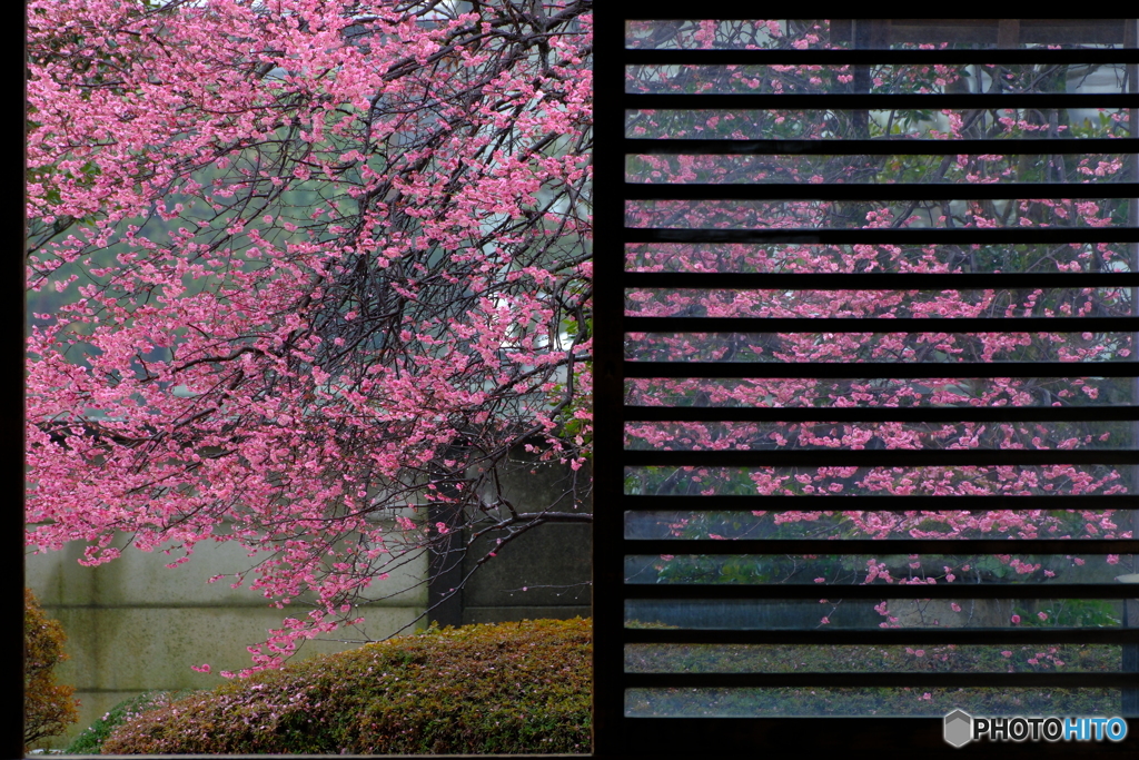 ２分の１の紅梅
