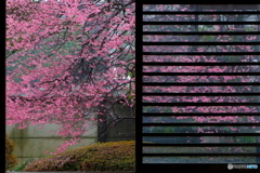２分の１の紅梅
