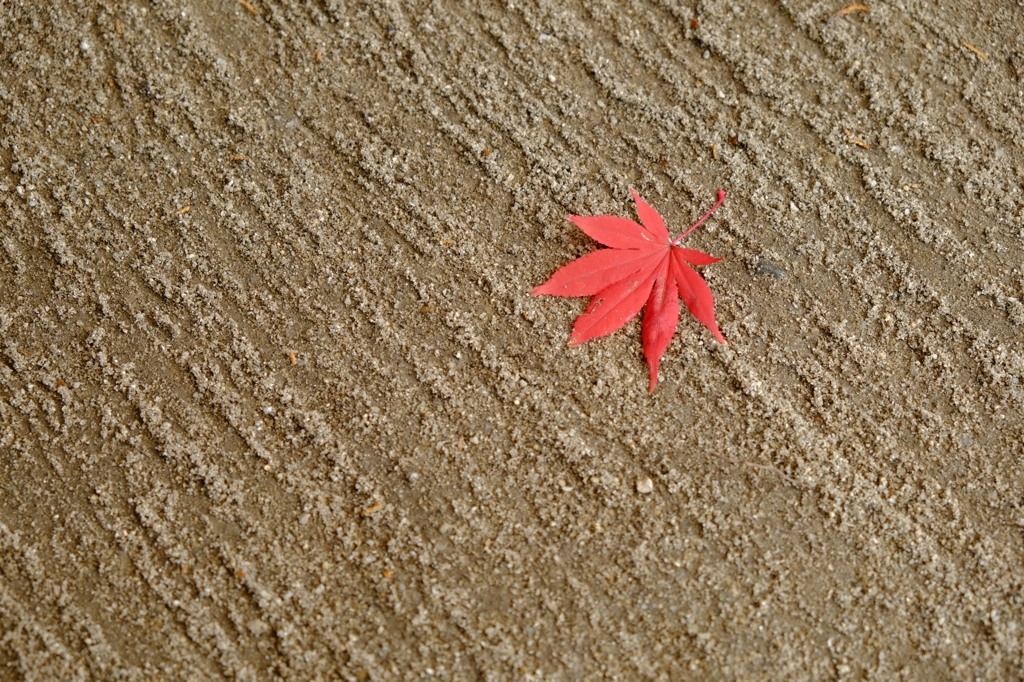赤いの一枚