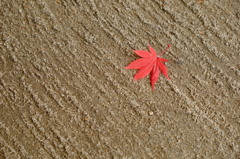 赤いの一枚