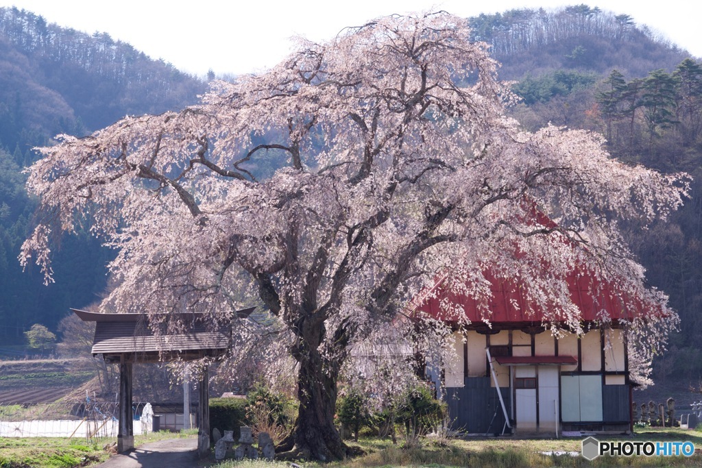 天照寺のシダレザクラ
