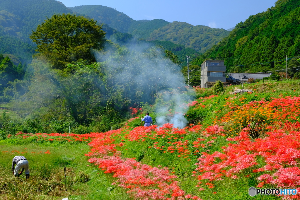 日向薬師 彼岸花