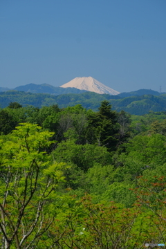 新緑富士