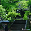 雨の北鎌倉