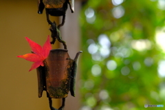 紅葉と鎖樋