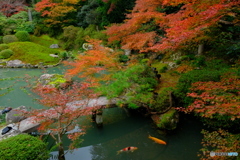 青蓮院の庭園