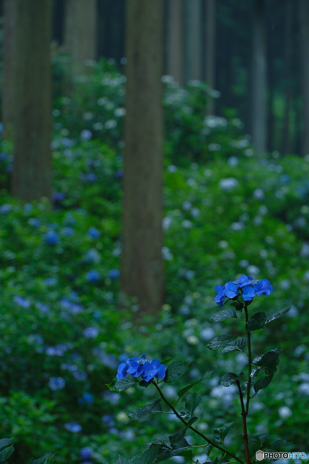 雨中のあじさい山