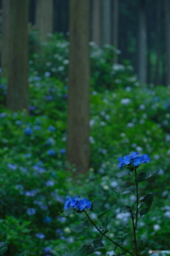 雨中のあじさい山