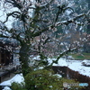 雪梅