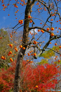 落柿舎の柿と紅葉