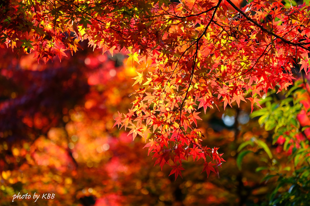 ２０１６最初の紅葉撮り
