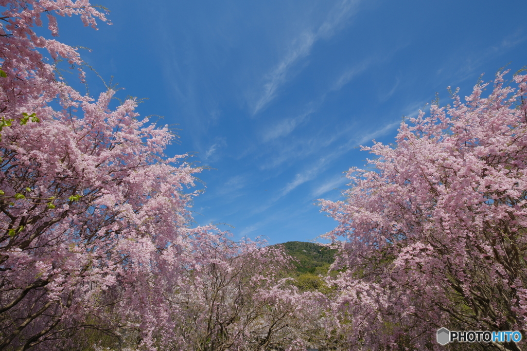 御神体に桜