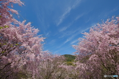 御神体に桜