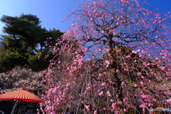 長谷寺の枝垂れ梅