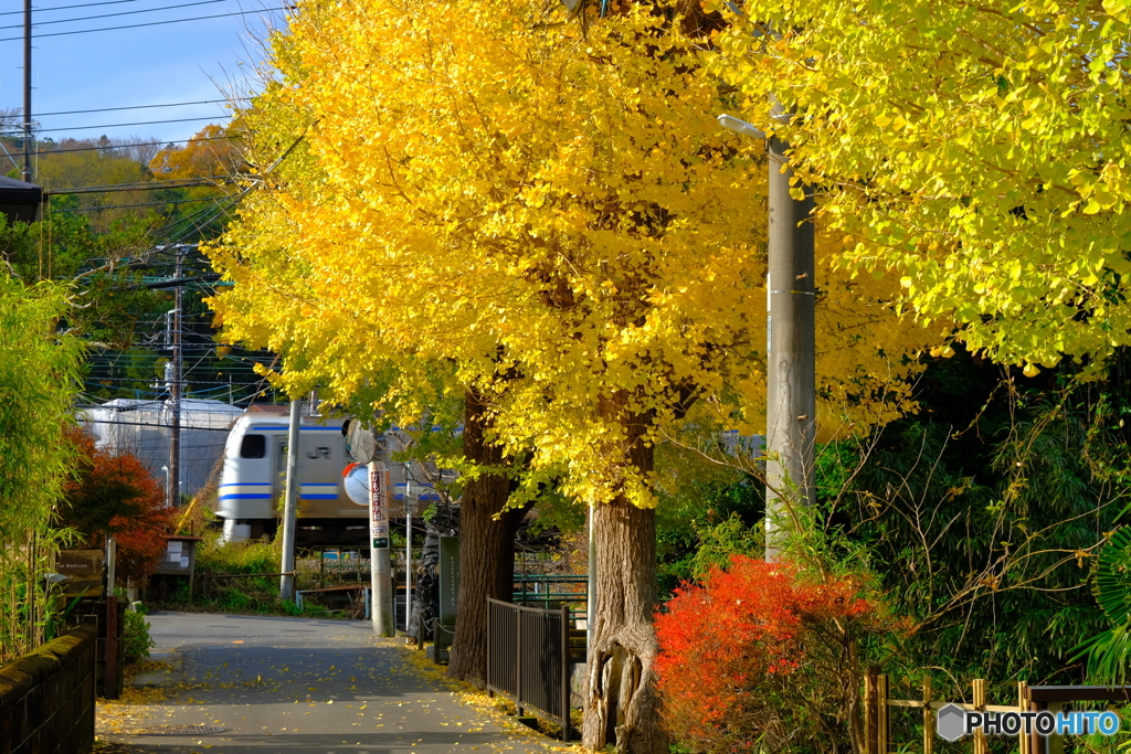 銀杏と横須賀線