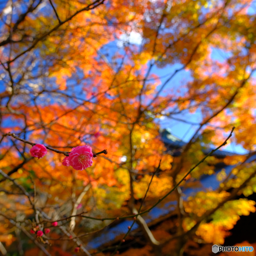 紅葉に梅が咲く