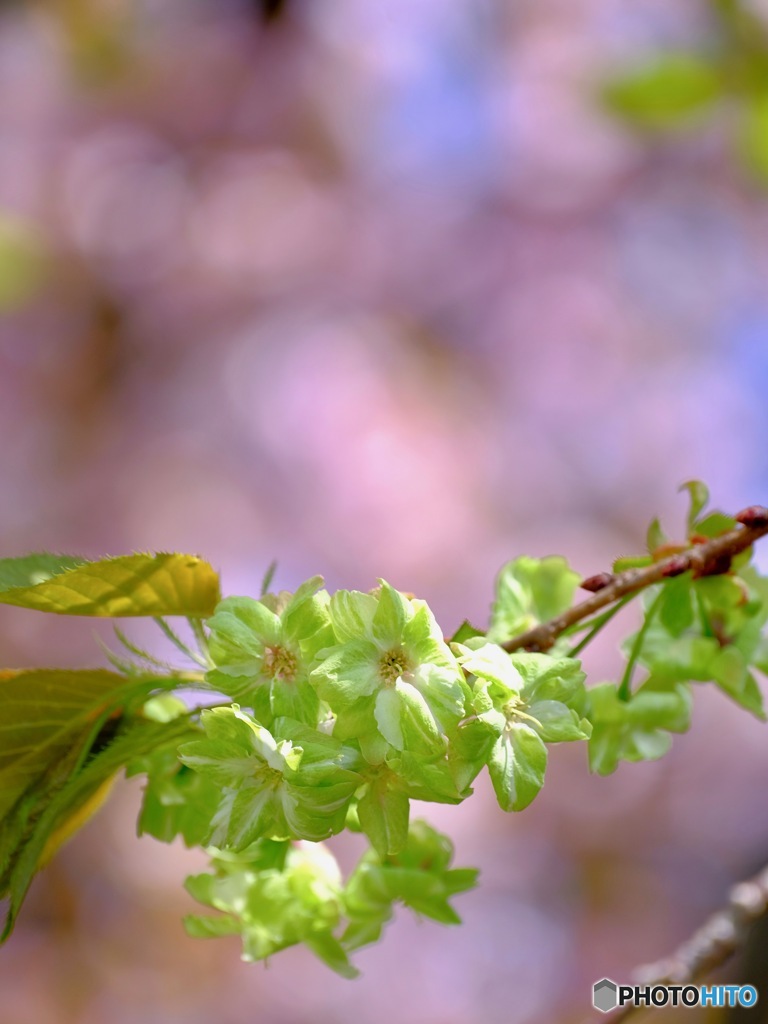 緑の桜