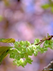 緑の桜