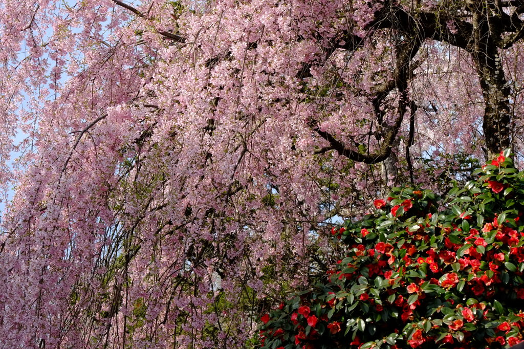 しだれ桜、椿を添えて