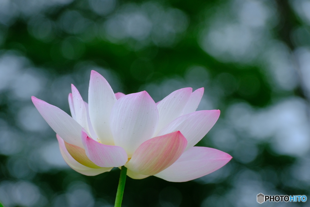 世に万葉の花が咲くなり