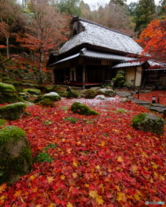 雪と敷き紅葉の教林坊