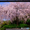 妙心寺 退蔵院