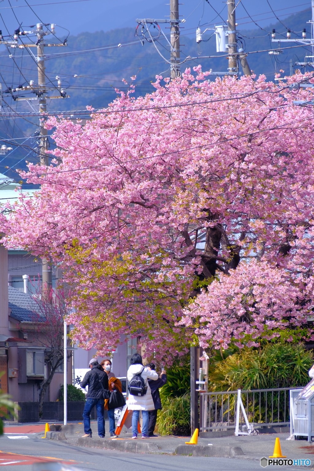 河津桜の原木