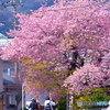 河津桜の原木