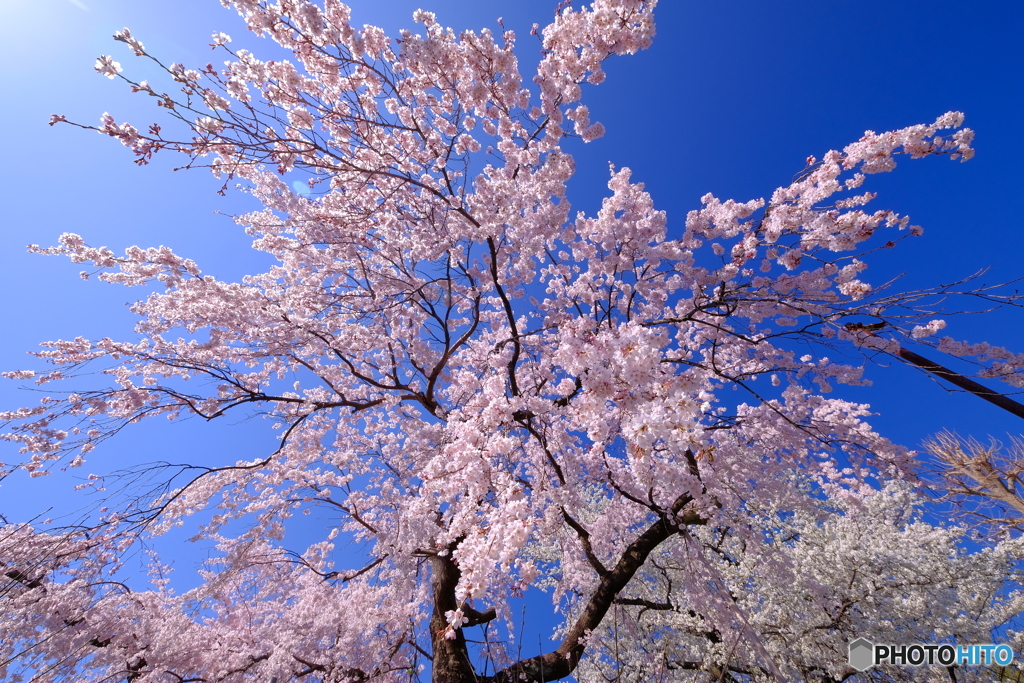 通勤路にある桜