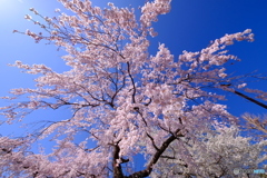 通勤路にある桜