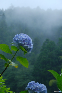 雨霧