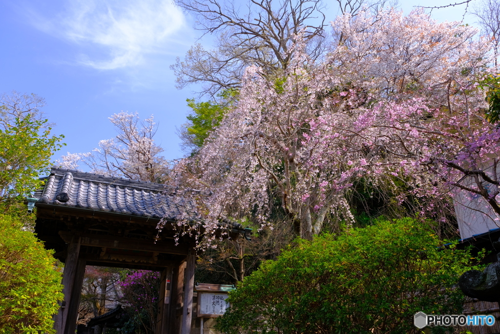 安国論寺の山門