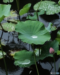 雨の受け皿