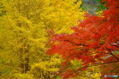 銀杏と紅葉