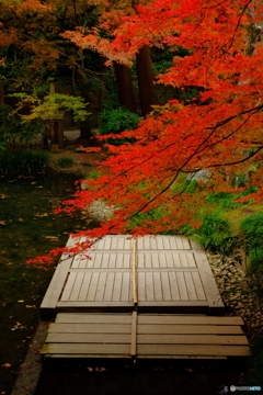 明月院　後庭園