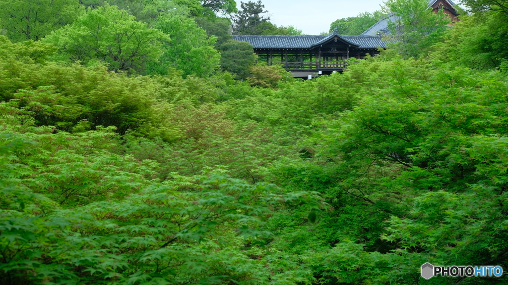 雨と新緑の東福寺
