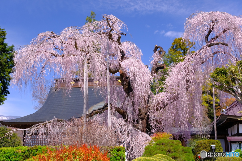 慈雲寺のイトザクラ