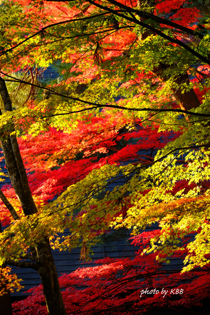 中尊寺の紅葉