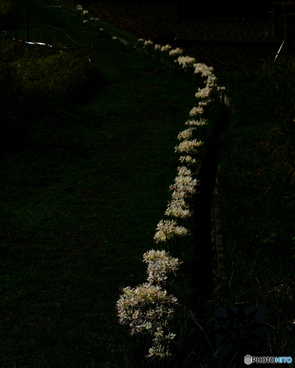 行列のできる白花曼珠沙華