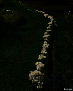 行列のできる白花曼珠沙華