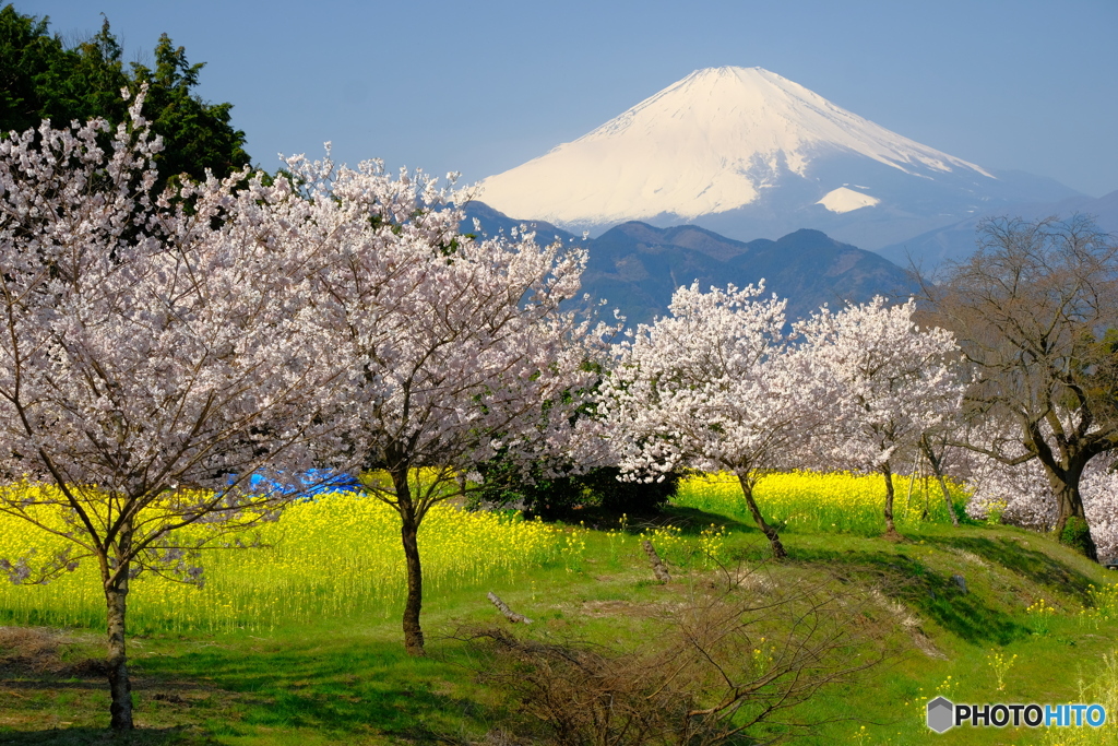 こんな時は富士を、桜を。
