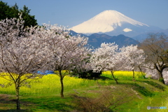 こんな時は富士を、桜を。