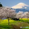 こんな時は富士を、桜を。
